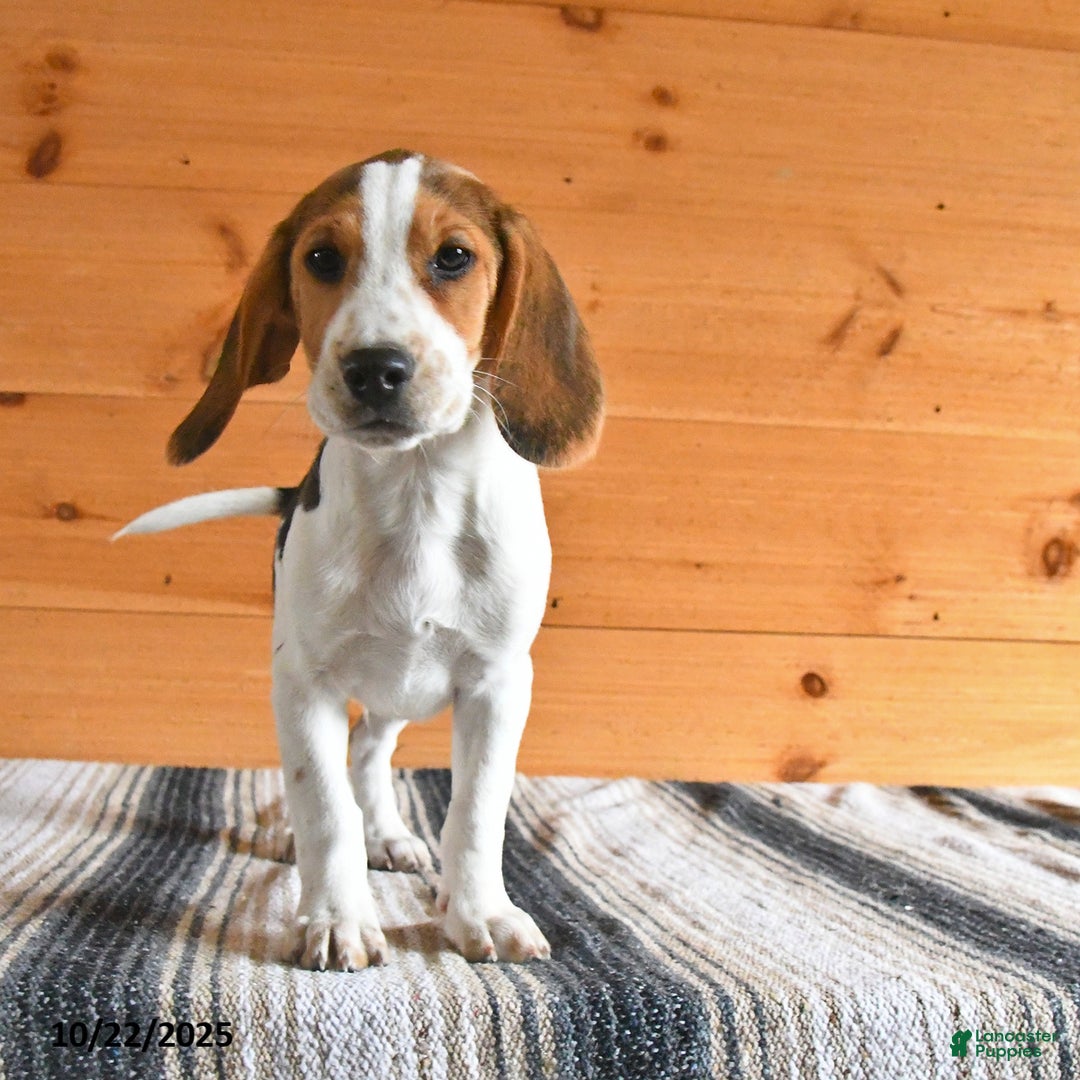 Beagle dogs for sale: Hugo - Ad 1