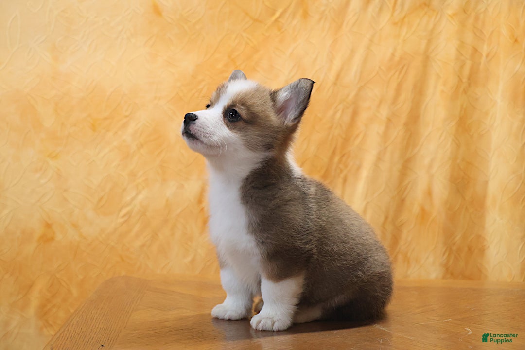 Welsh Corgi Pembroke dogs for sale: Mannie - Ad 2
