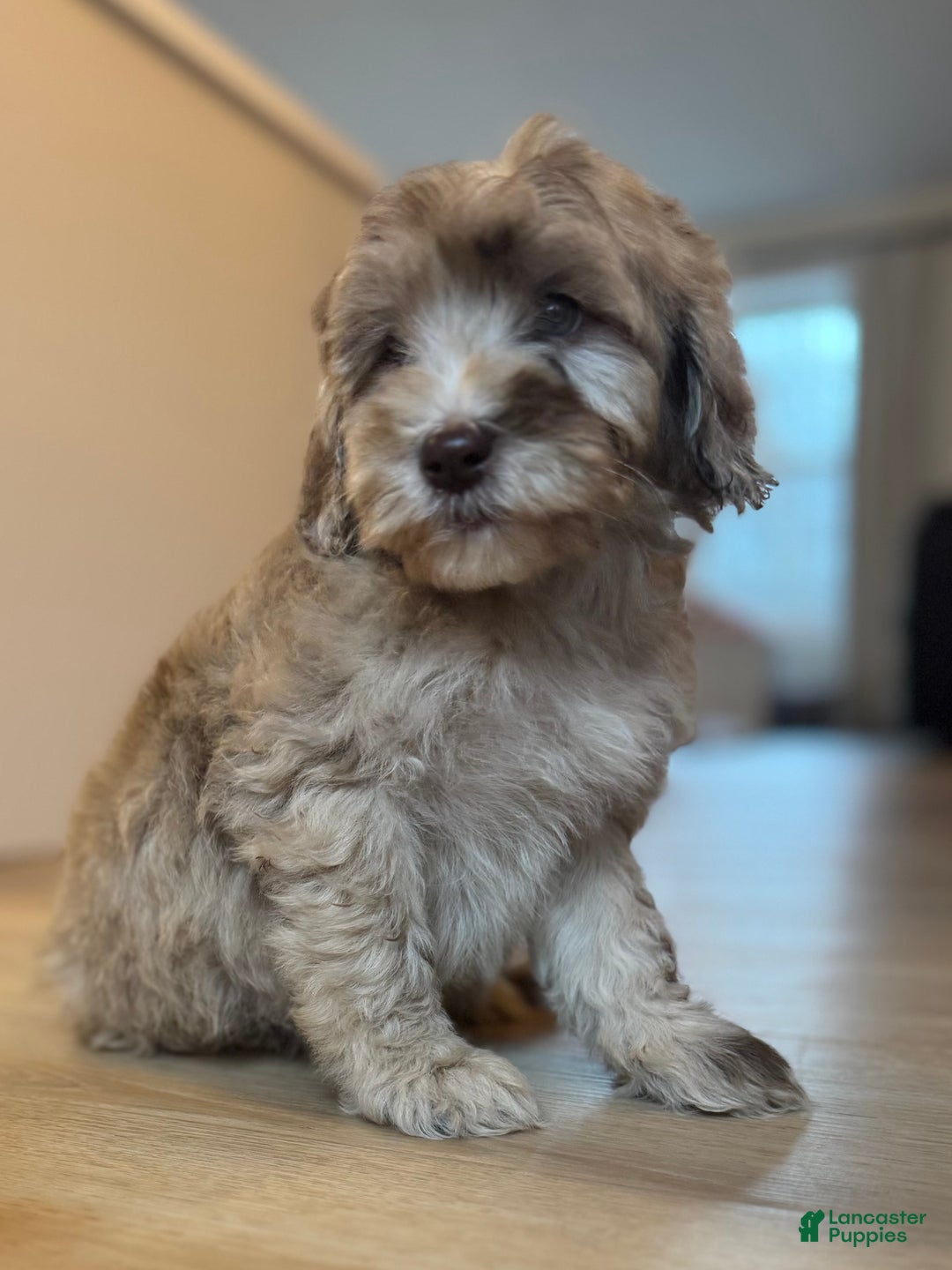 Mini Goldendoodle dogs for sale: Daisy - Ad 3