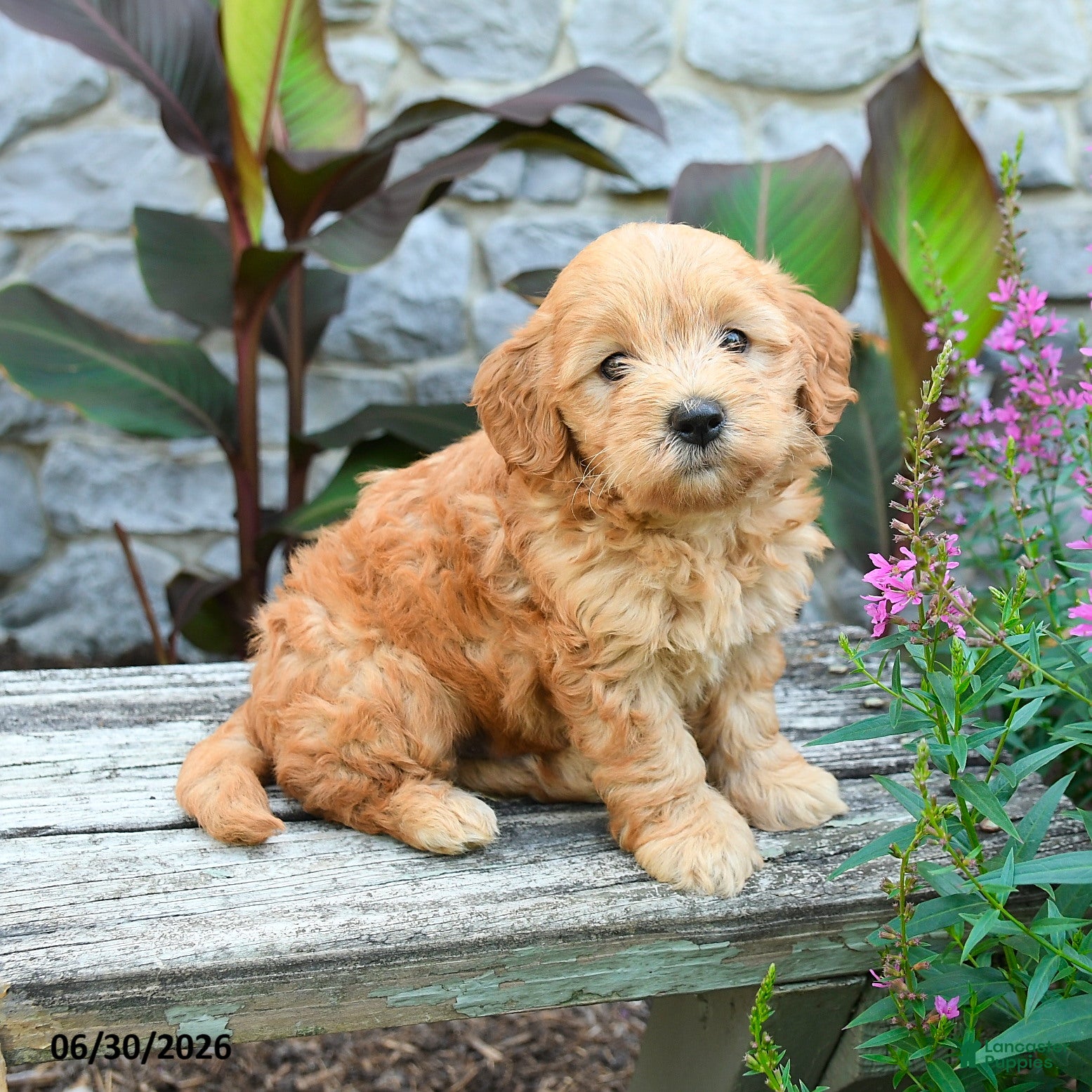 Mini Goldendoodle dogs Genesis - Ad 1