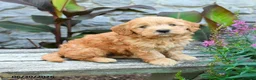Mini Goldendoodle dogs for sale: Genesis - Ad 1