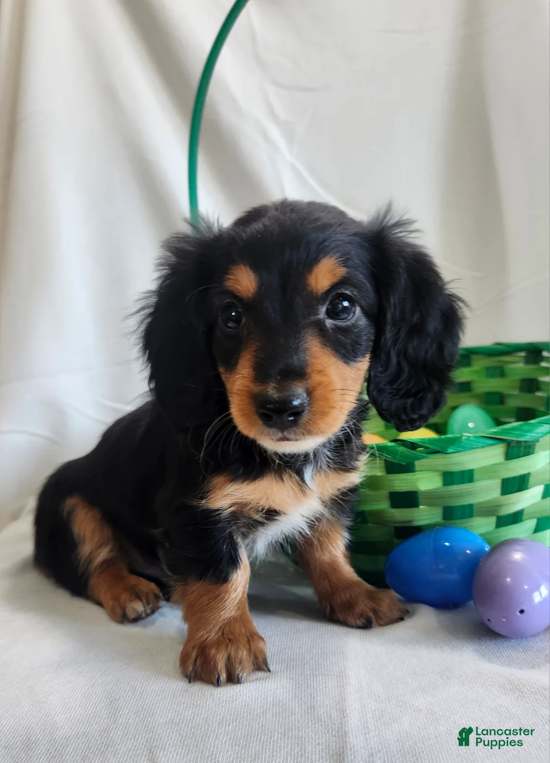 Miniature Dachshund dogs for sale: Leo - Ad 5