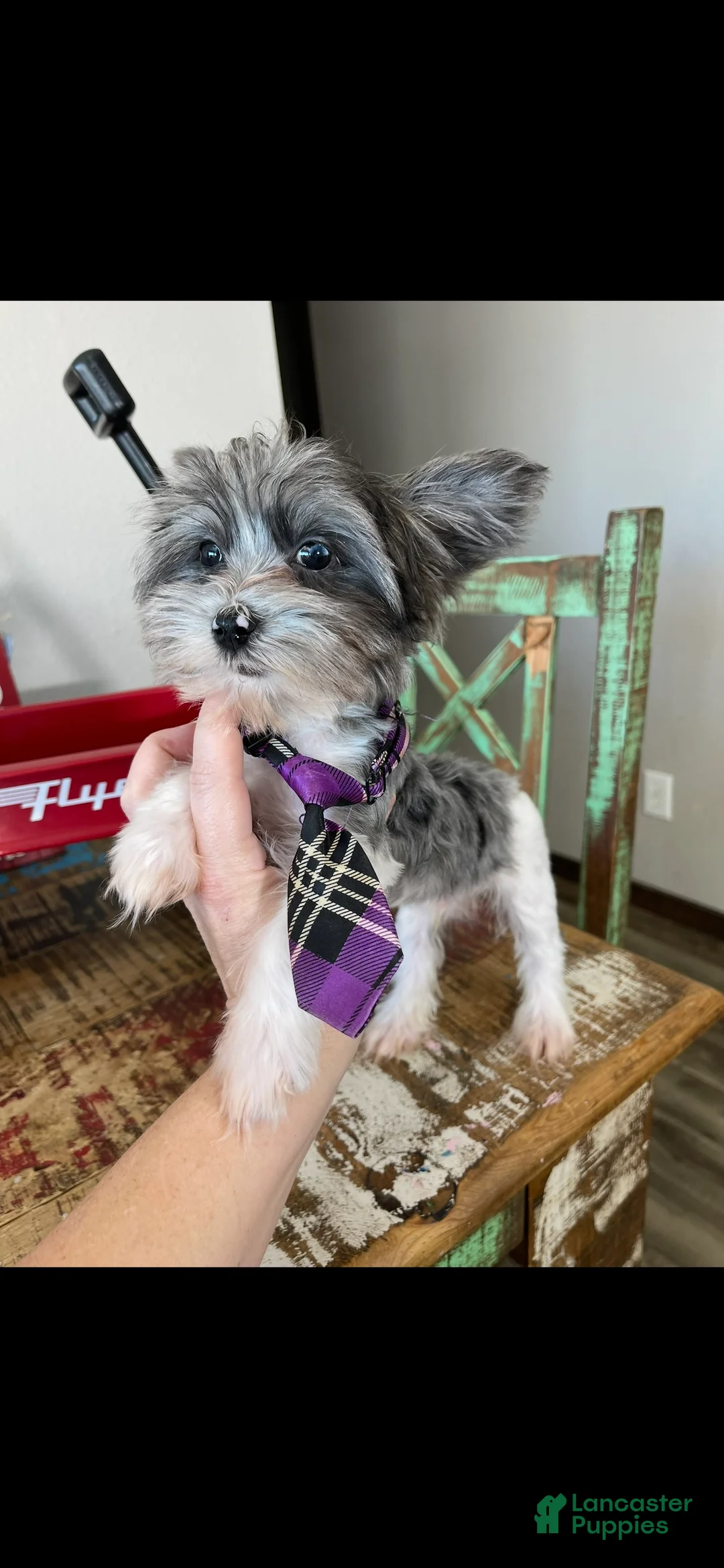 Yorkshire Terrier dogs for sale: KB Black Parti Tiny Boy Partial Blue eye - Ad 6