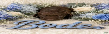 Bode