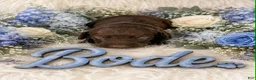 German Shorthaired Pointer dogs for sale: Bode - Ad 1