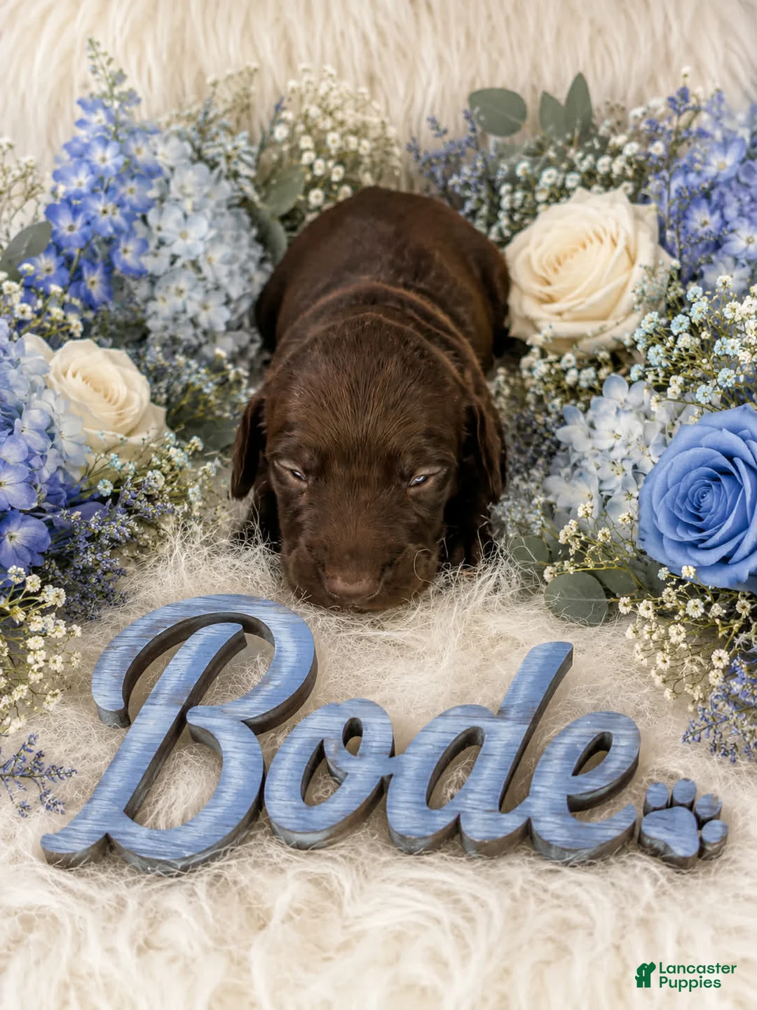 German Shorthaired Pointer dogs for sale: Bode - Ad 1