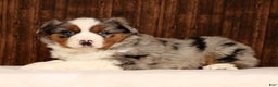 Miniature Australian Shepherd dogs for sale: Smokey - Ad 4