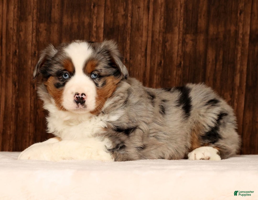 Miniature Australian Shepherd dogs for sale: Smokey - Ad 4