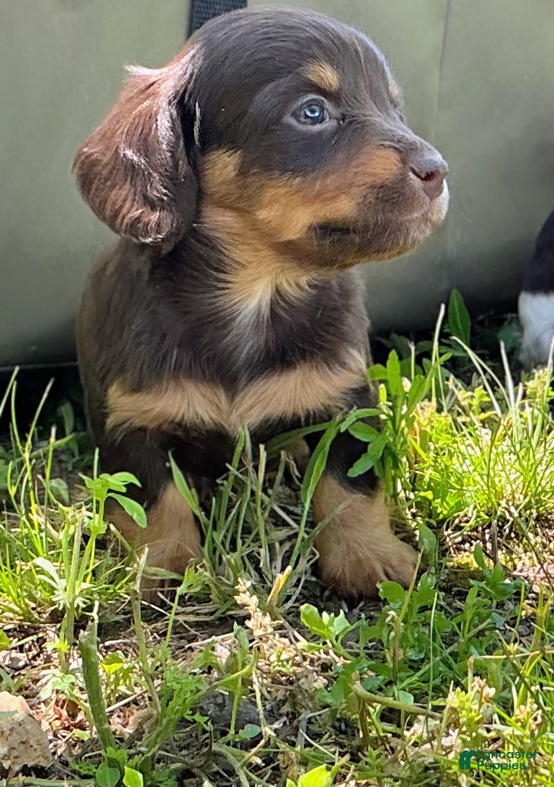 Miniature Dachshund dogs Hazel - AKC Chocolate & Tan Long-Hair Female - Ad 13