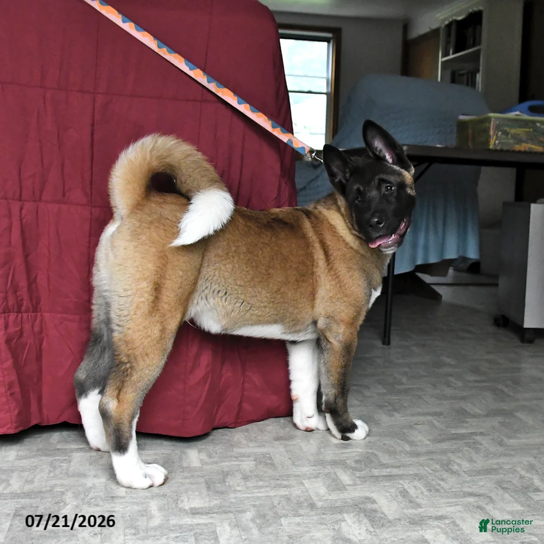 Akita dogs for sale: Richard - Ad 1