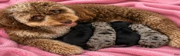 Bernedoodle dogs for sale: Pluto - Ad 9