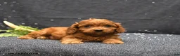 Cavapoo dogs for sale: Link - Ad 3