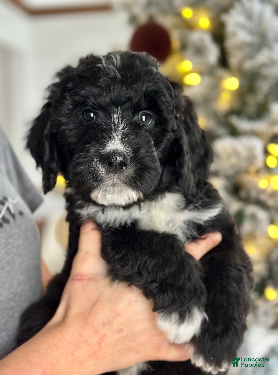 Bernedoodle dogs for sale: Fleece  - Ad 3