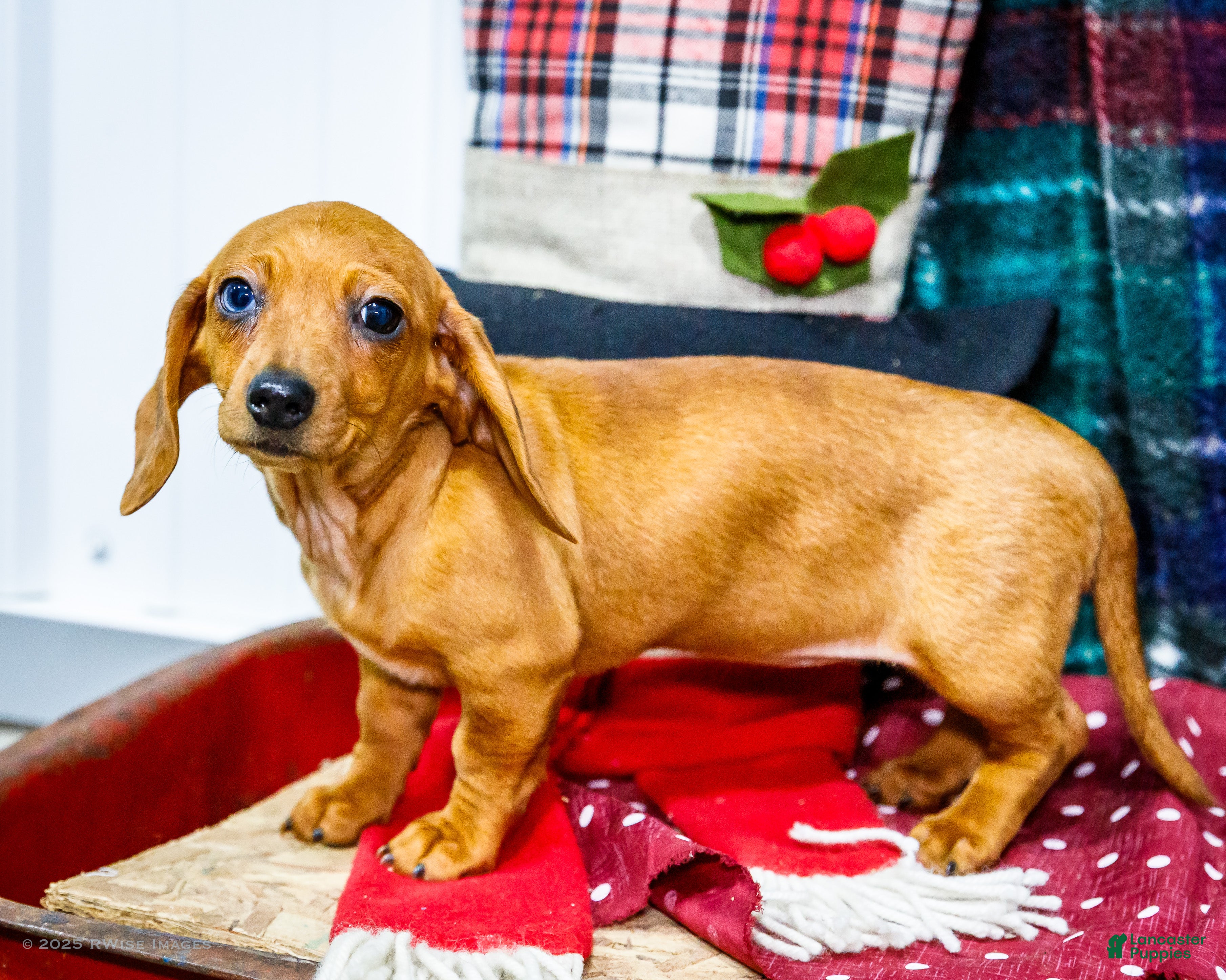 Miniature Dachshund dogs Ursala - Ad 2
