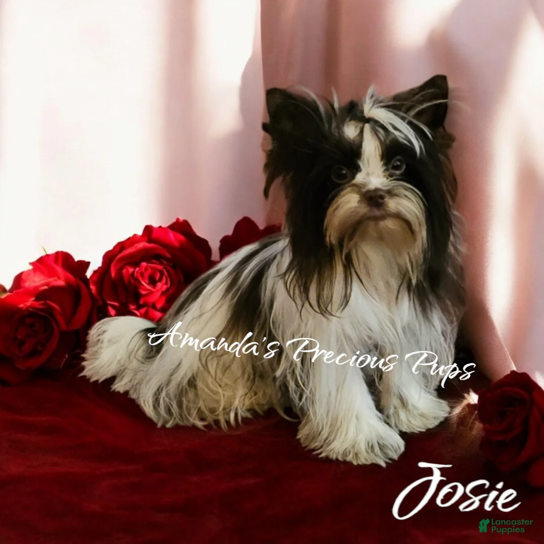 Yorkshire Terrier dogs for sale: Oakley - Ad 2