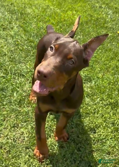 Doberman Pinscher dogs Red Male - Ad 7