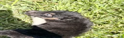 Mixed Breed dogs for sale: Trip - Ad 14