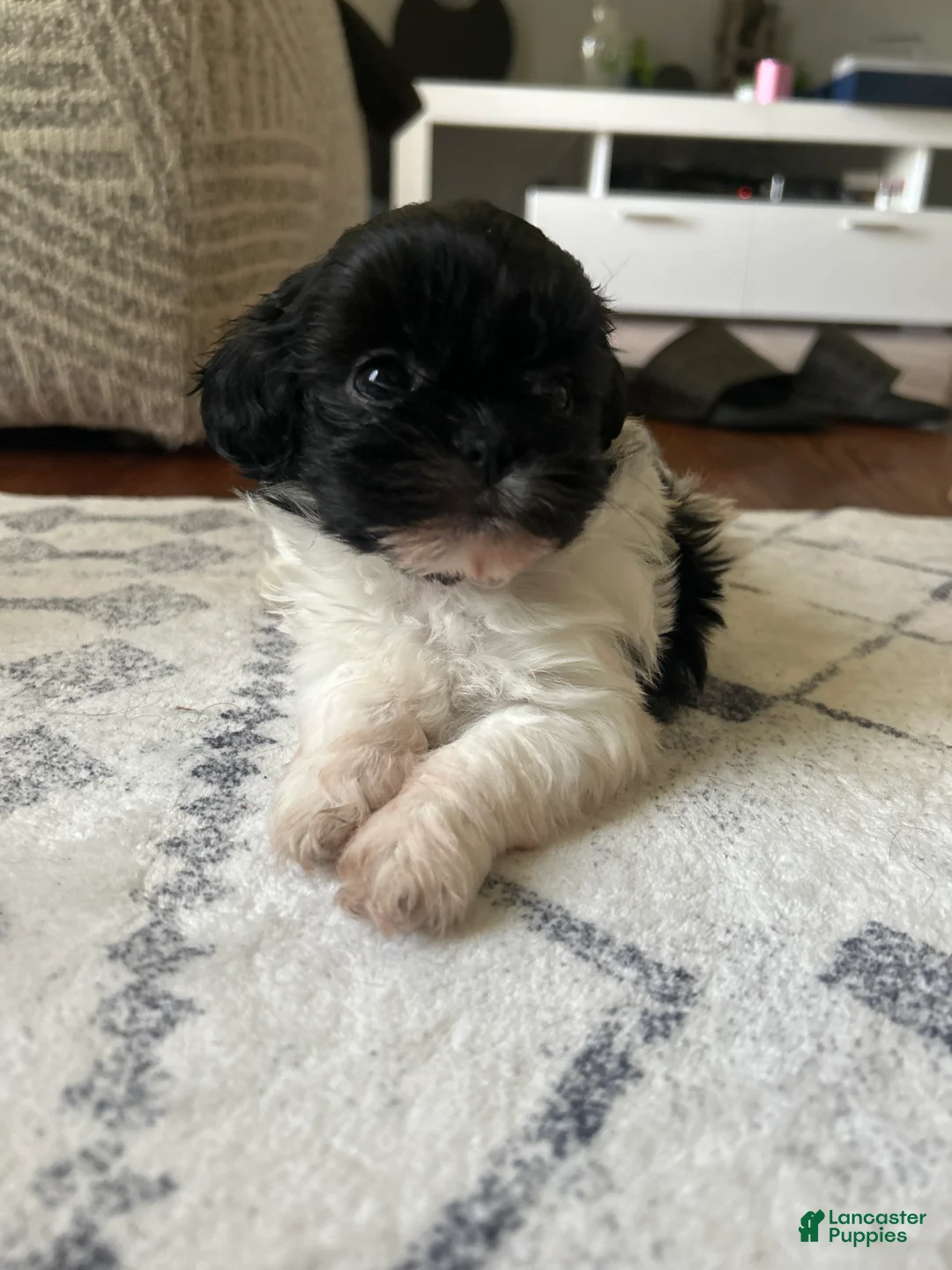 Shihpoo dogs for sale: Belle - Ad 1