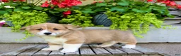 Welsh Corgi Pembroke dogs for sale: Rocky - Ad 4