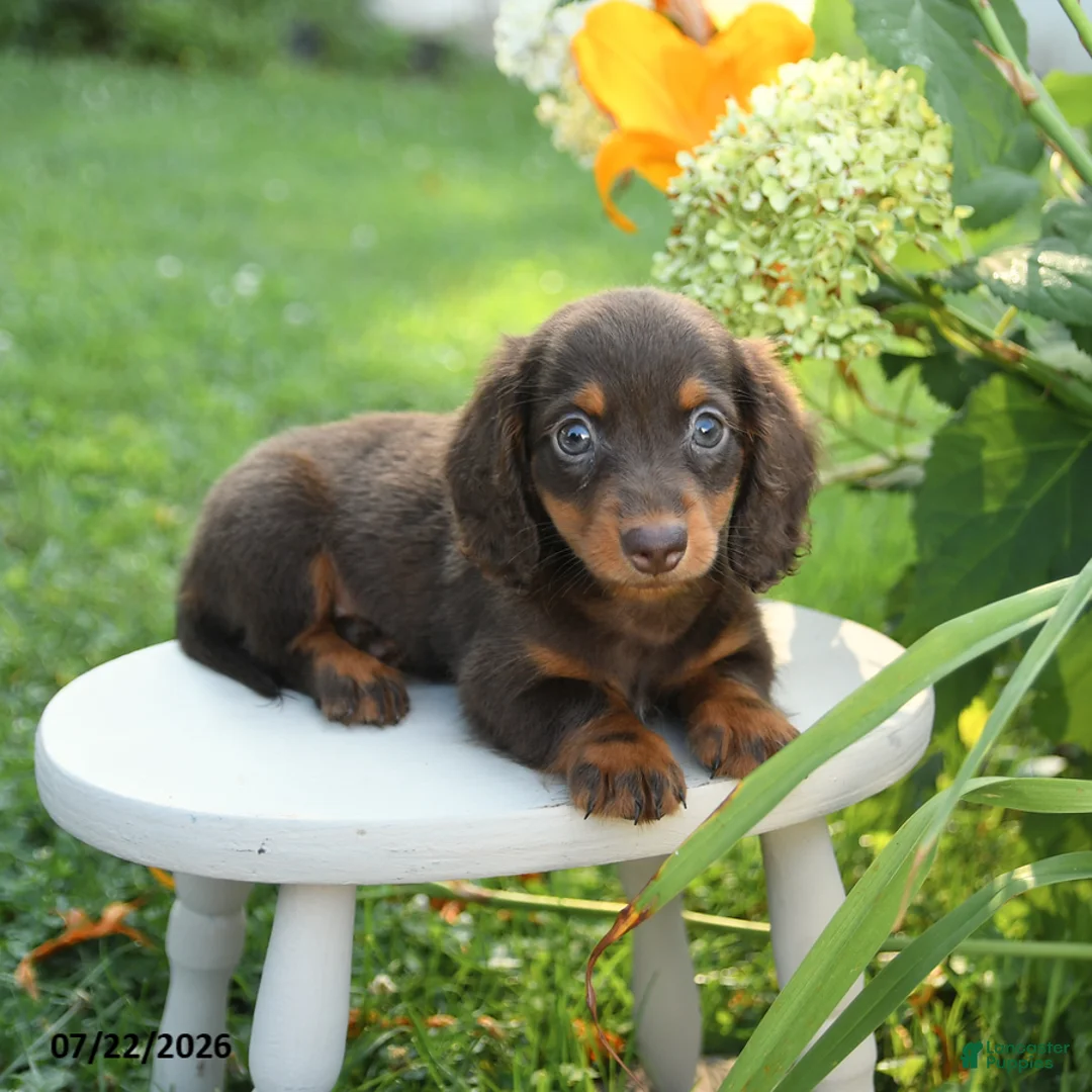 Miniature Dachshund dogs for sale: Fancy - Ad 3
