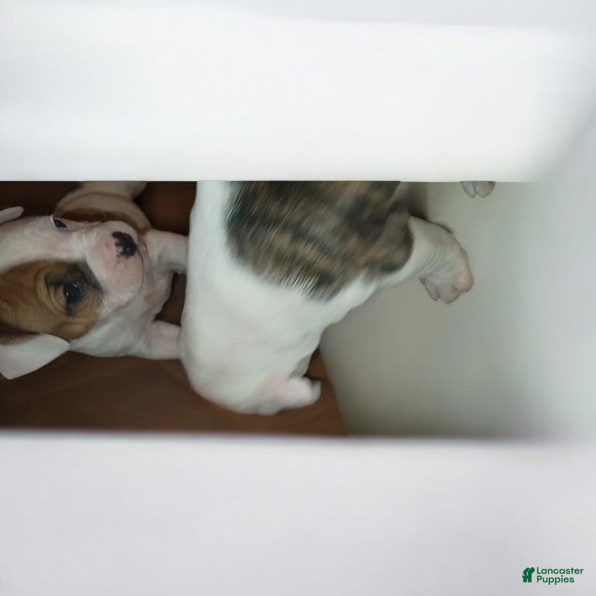 American Staffordshire Terrier dogs American Staffordshire Terrier Puppy 5 - Ad 21