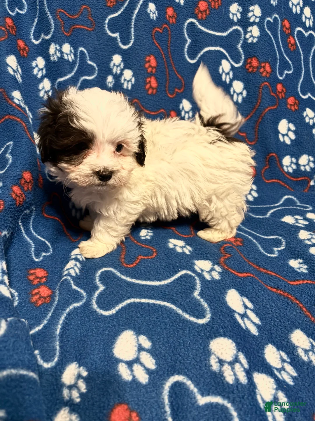 Maltipoo dogs for sale: Maltipoo Puppy 1 - Ad 2