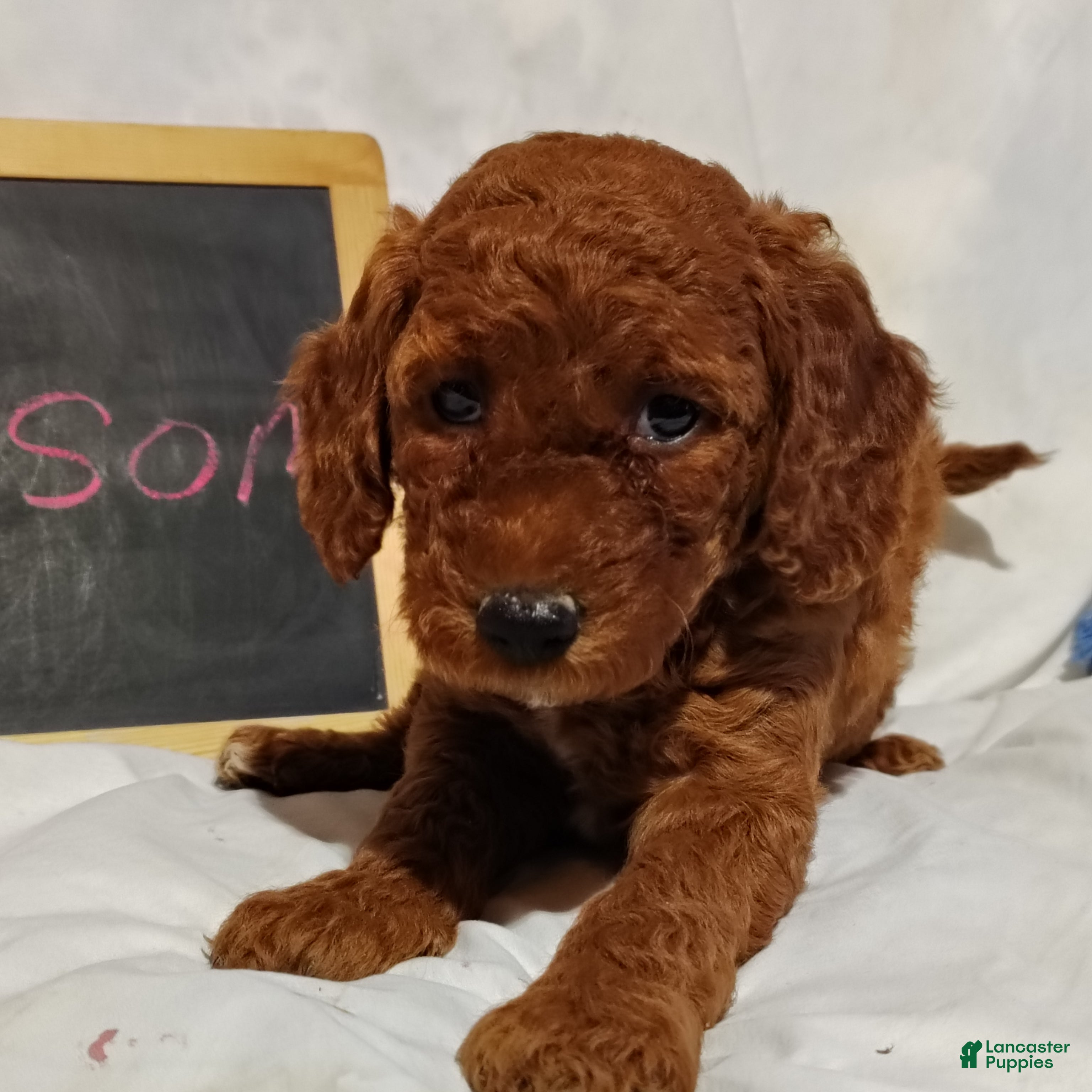 Mini Goldendoodle dogs Blossom - Ad 2