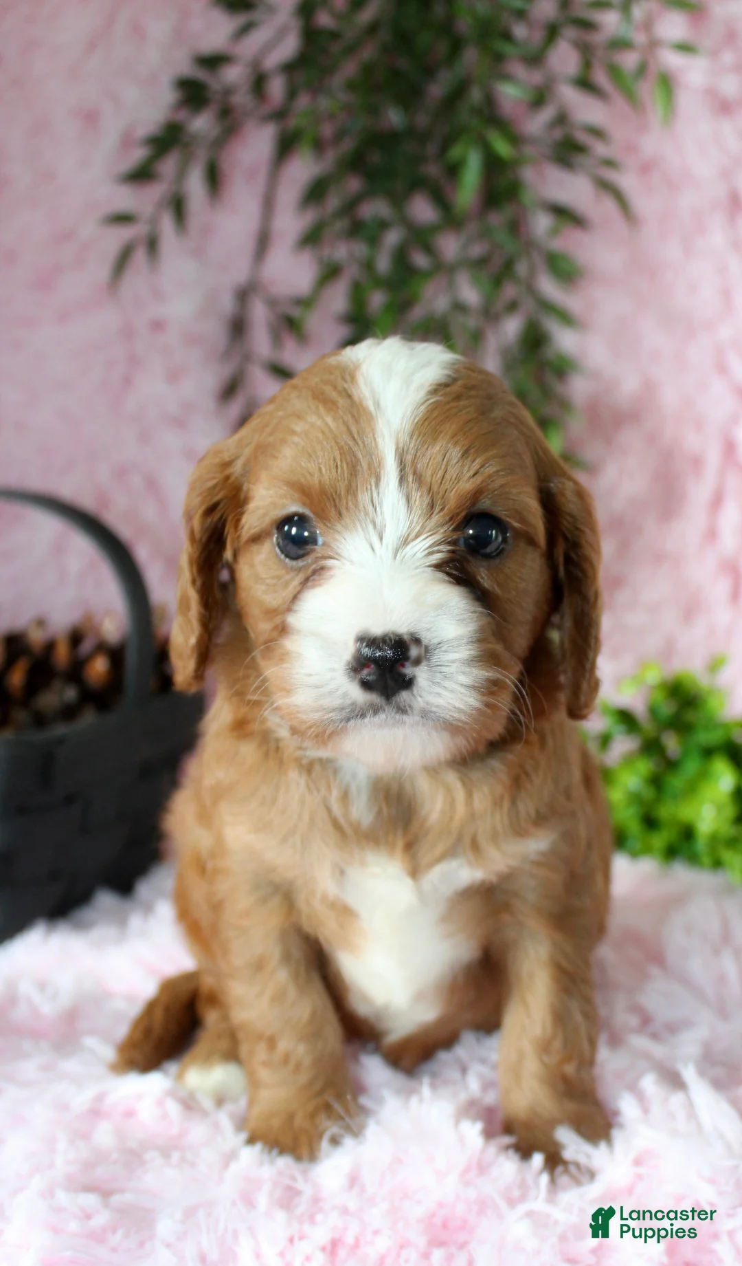 Cavapoo dogs for sale: Cavapoo 6 - Ad 1