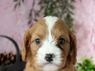 Cavapoo dogs Cavapoo 6 - Ad 34