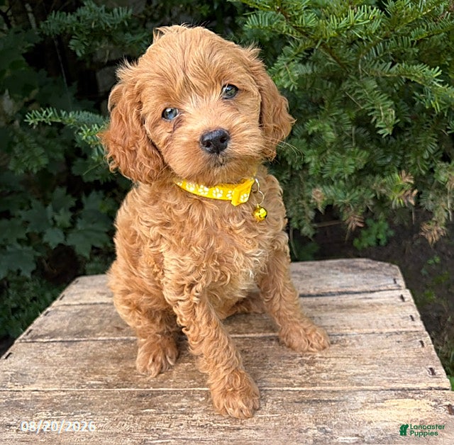 Cockapoo dogs Jewel - Ad 2