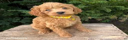 Cockapoo dogs for sale: Jewel - Ad 2