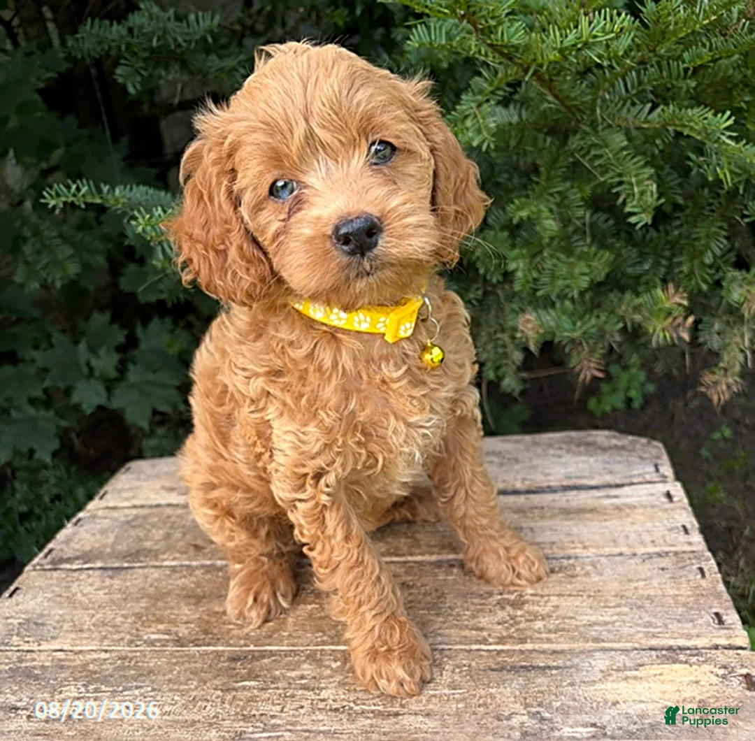 Cockapoo dogs for sale: Jewel - Ad 2