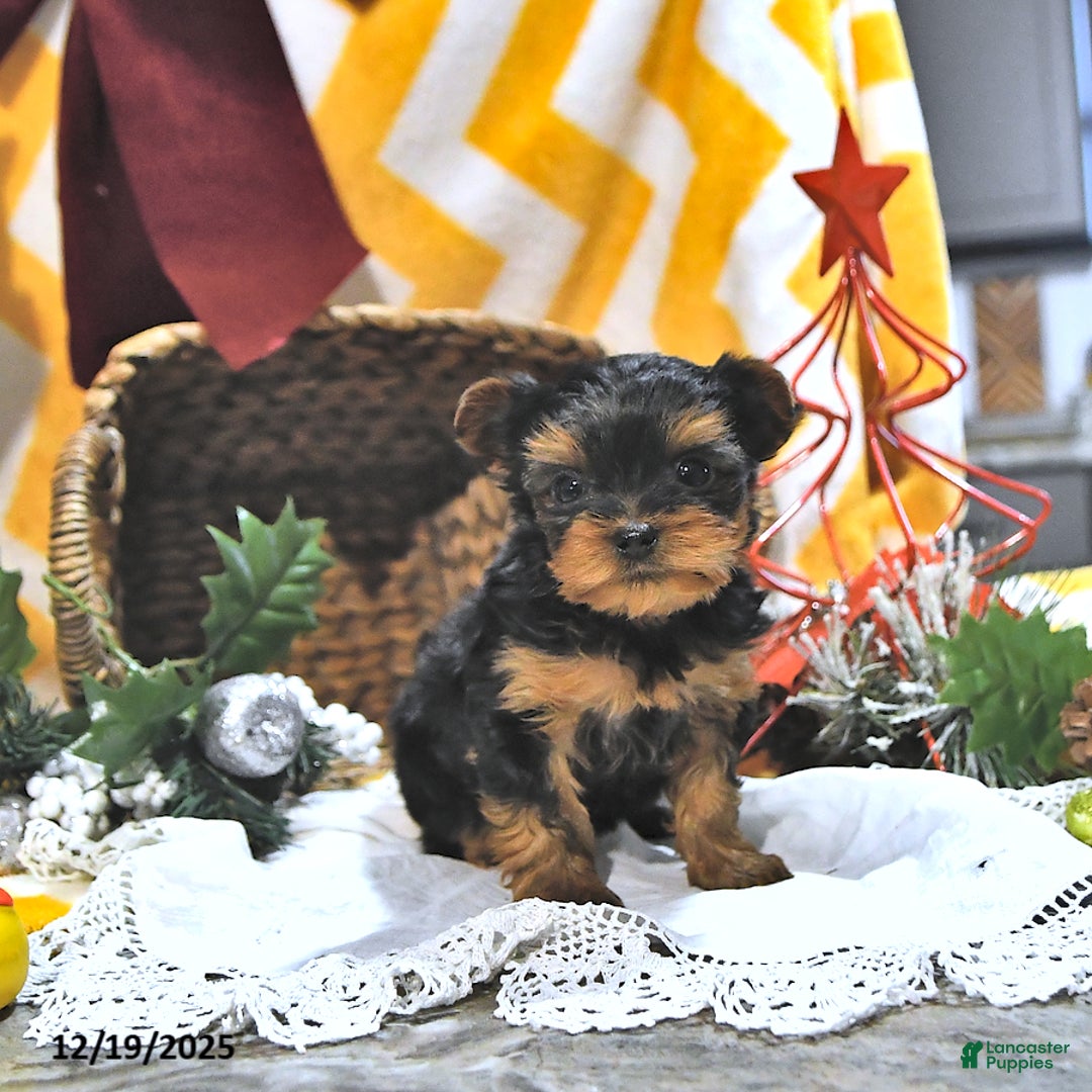 Yorkshire Terrier dogs for sale: Jenna EXTRA SMALL - Ad 4