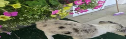 Chihuahua dogs for sale: Beauty  - Ad 7