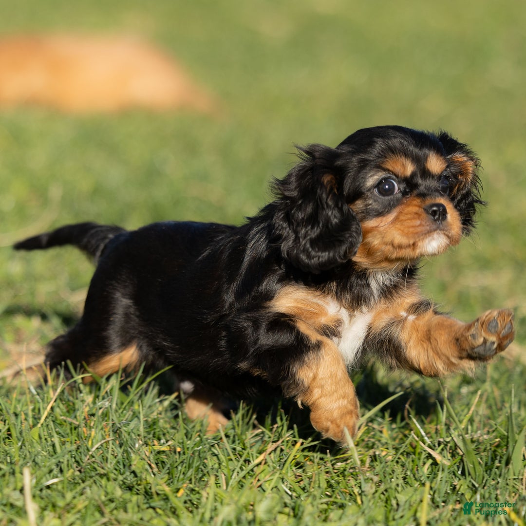 Cavalier King Charles Spaniel dogs for sale: Atticus - Ad 5