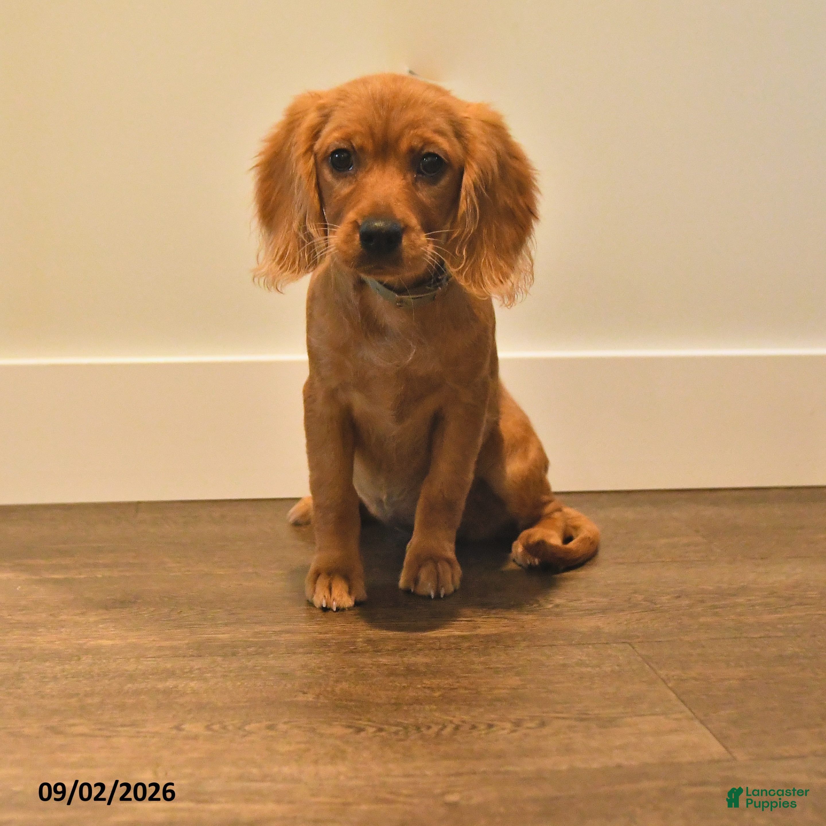 Miniature Golden Retriever dogs Pansey - Ad 1