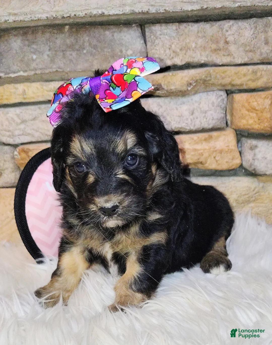 Saint Berdoodles dogs for sale: Loreth F1b Mini Saint Berdoodle - Ad 5