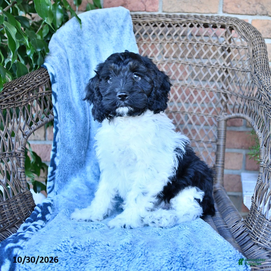 Cockapoo dogs for sale: Oreo - Ad 2