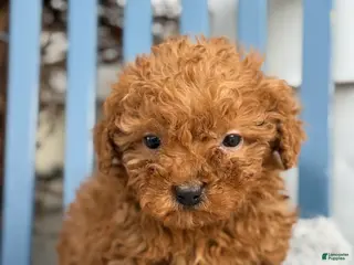 Toy Poodle dogs Otis - Ad 2