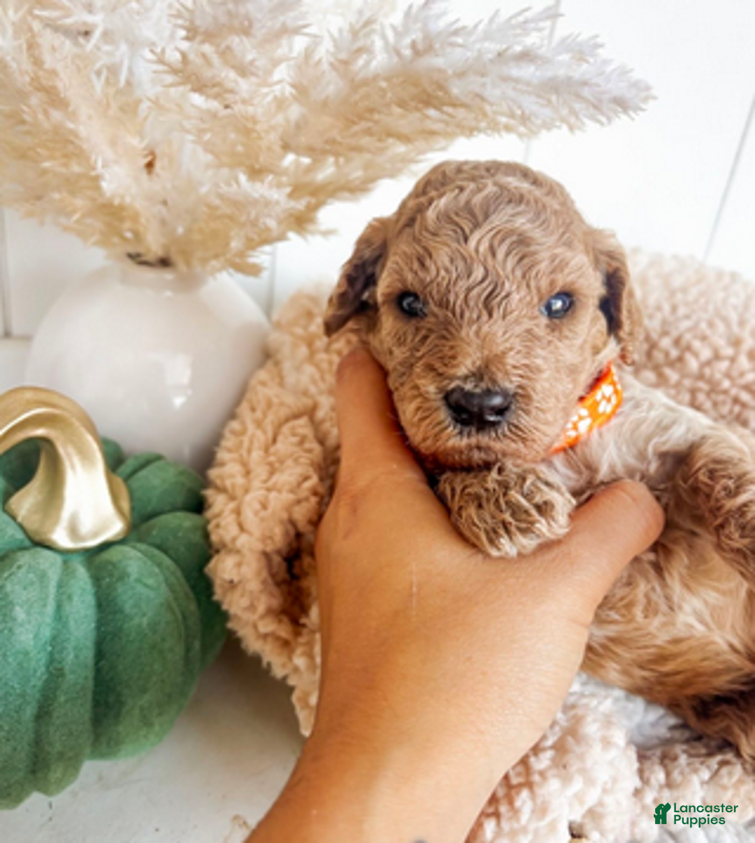 Mini Goldendoodle dogs for sale: Apple - Ad 1