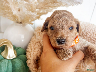 Mini Goldendoodle dogs Apple - Ad 7