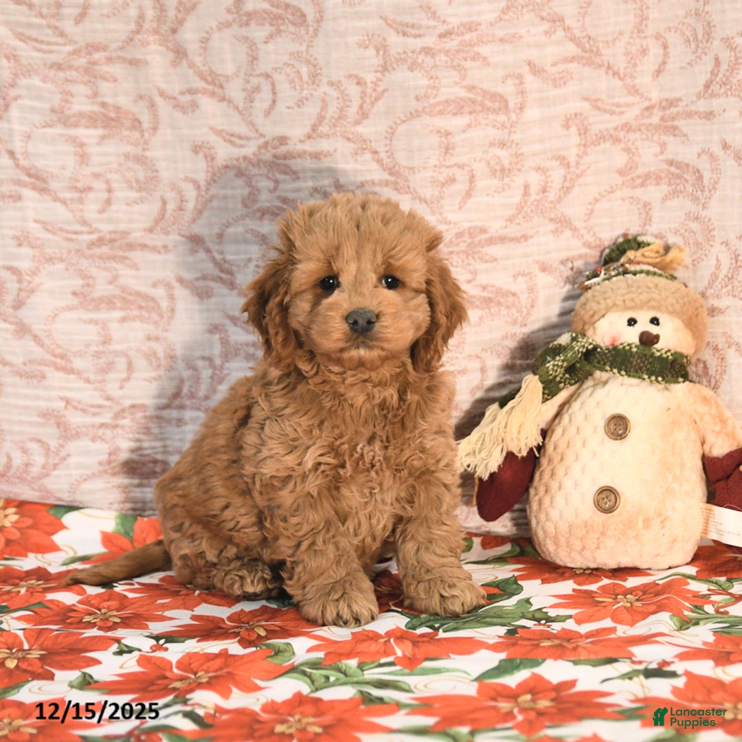 Cockapoo dogs for sale: Jason - Ad 1