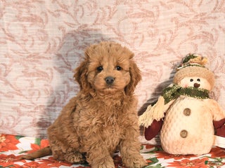 Cockapoo dogs Jason - Ad 11