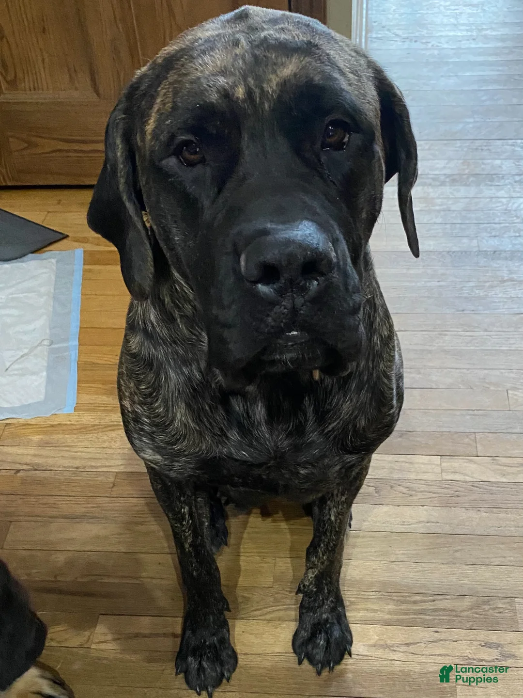 English Mastiff dogs for sale: English Mastiff Puppy 5 - Ad 2