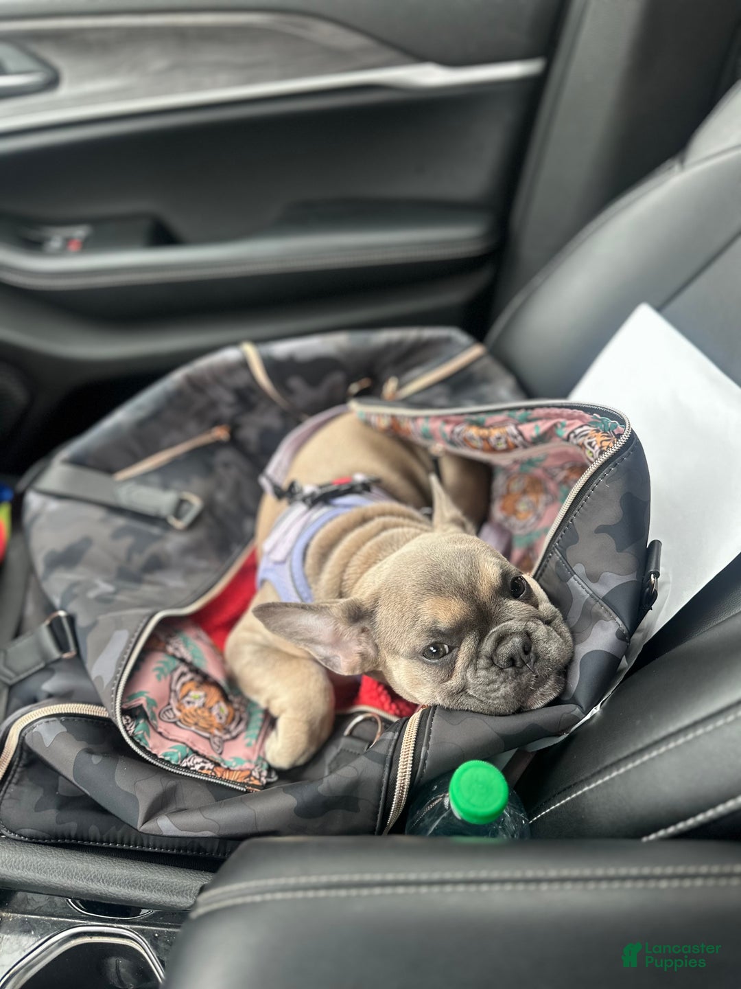 French Bulldog dogs for sale: Tessa - Ad 5