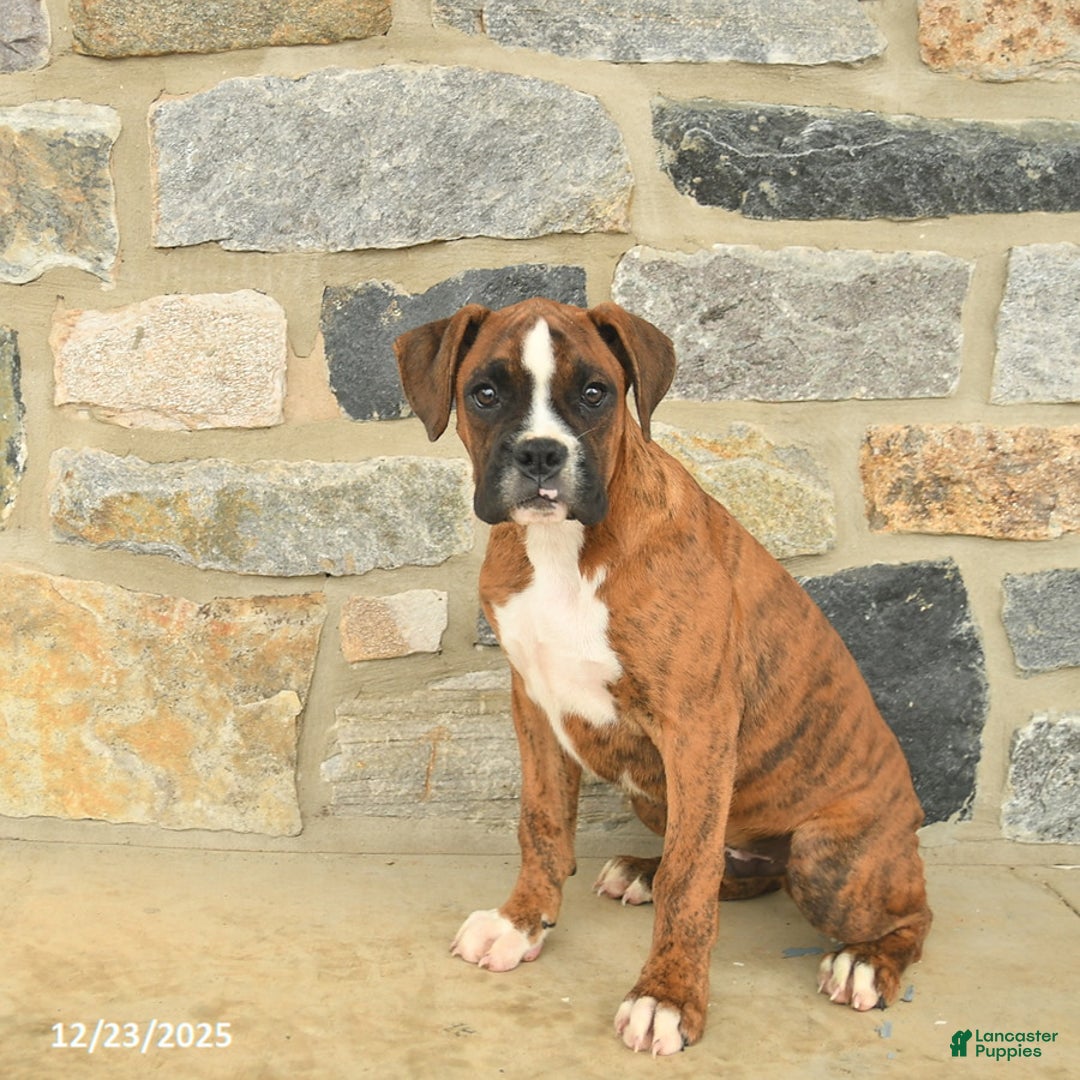Boxer dogs for sale: Hunter  - Ad 2