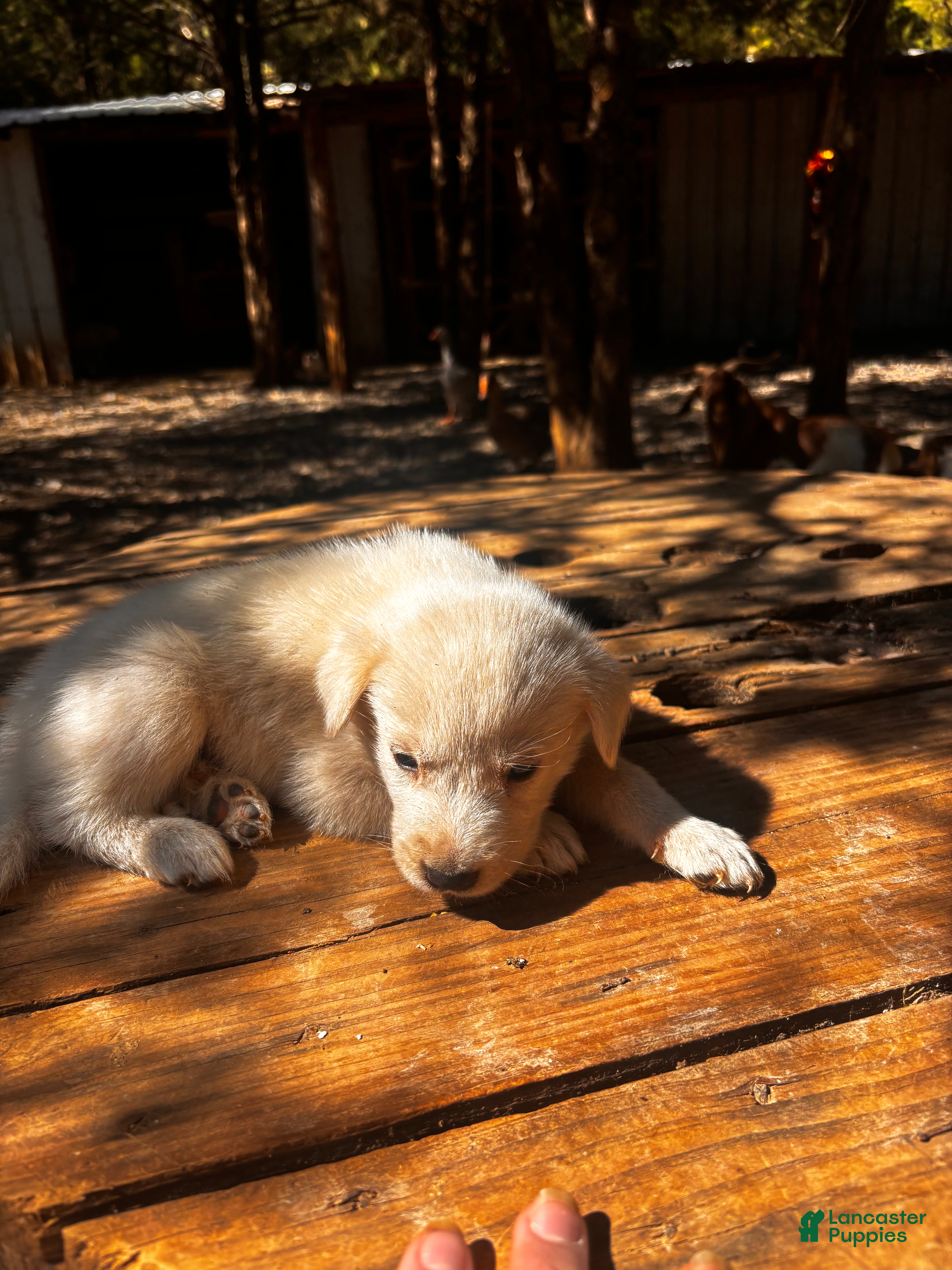 Great Pyrenees