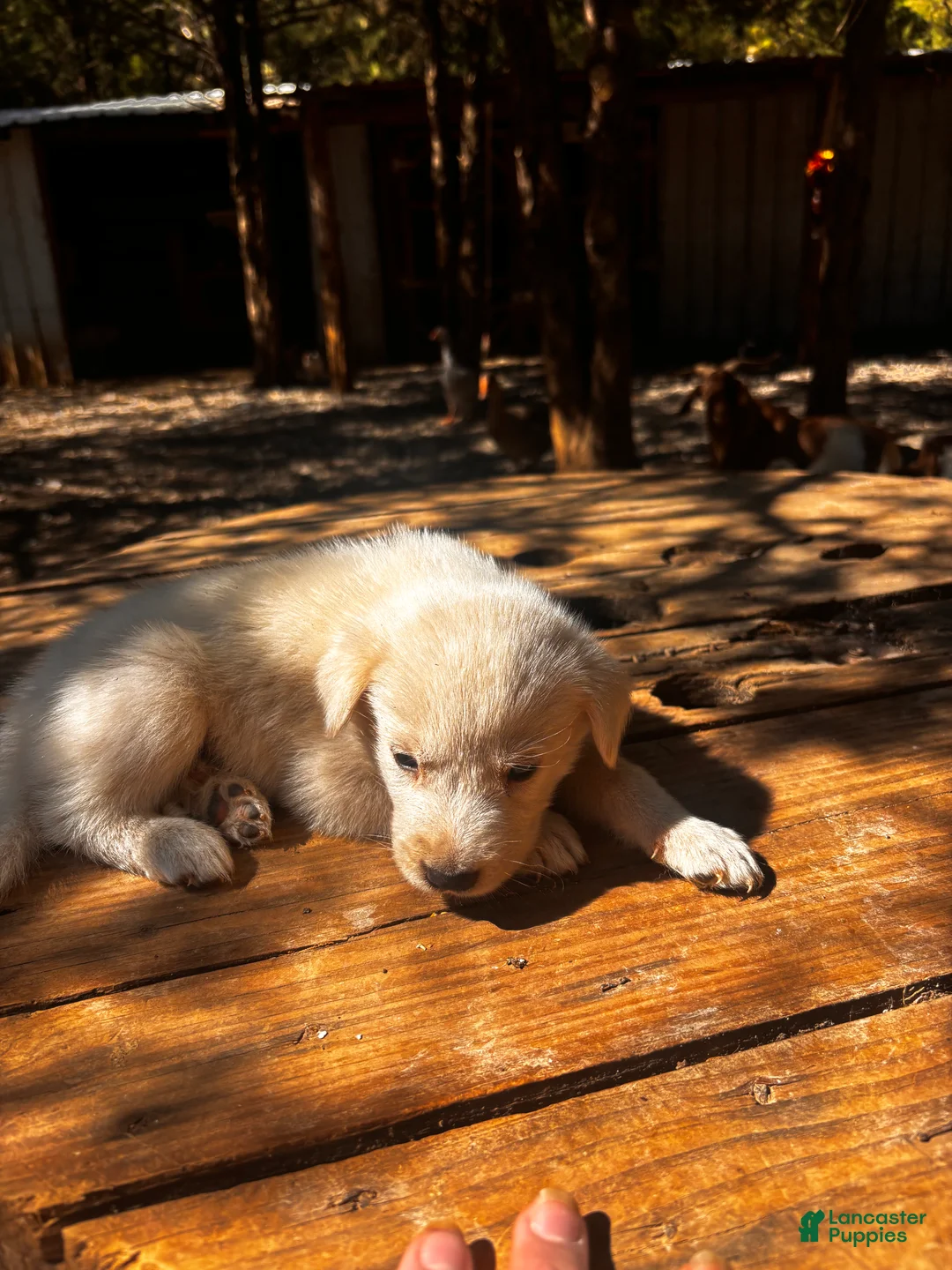 Great Pyrenees dogs for sale: Great Pyrenees 1 - Ad 1
