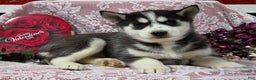 Siberian Husky dogs for sale: Kassidy - Ad 3