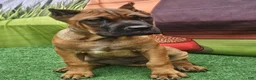 Cane Corso dogs for sale: MILO - Ad 7
